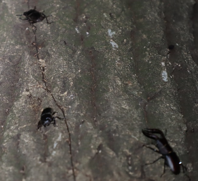 ヒラタクワガタ♂、ヒラタクワガタ♀、ノコギリクワガタ♂_No3_凄いコナラ_2023年6月7日20時5分 気温23度